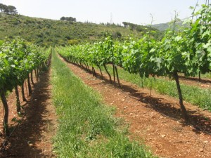 Galilee Vinyard during Culinary Tour